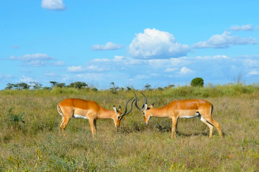 Wild Kenya - The Secrets Of Nature